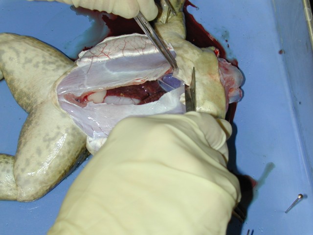 dissecting frog. 3: Dissection of the frog