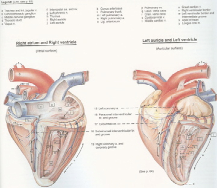 cow heart