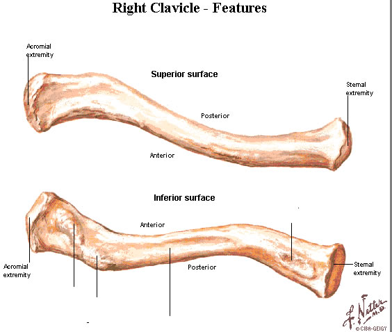 Clavicle - wikidoc