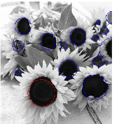 \includegraphics[width = 0.4\textwidth]{sunflower2.png.eps}