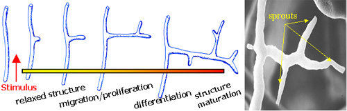 vessel growth diag