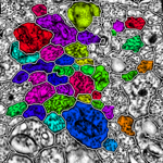 retinal slice seq th