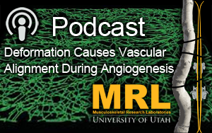 Deformation Causes Vascular Alignment During Angiogenesis