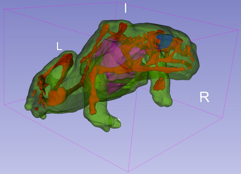 800px-SlicerFrogOutput