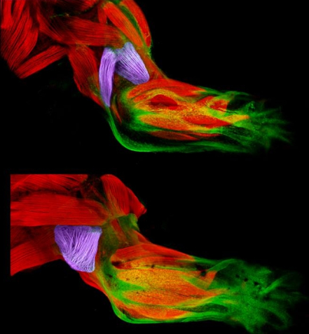 muscles limbdevelopment g kardon
