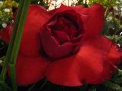 Rosa