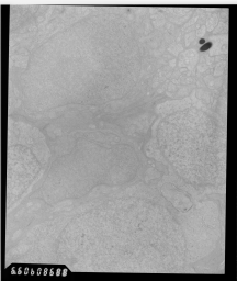 original Marc Lab image